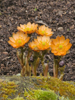 /album/rarity-a-novinky-2026-predjari/adonis-amurensis-chchibubeni5-jpg/